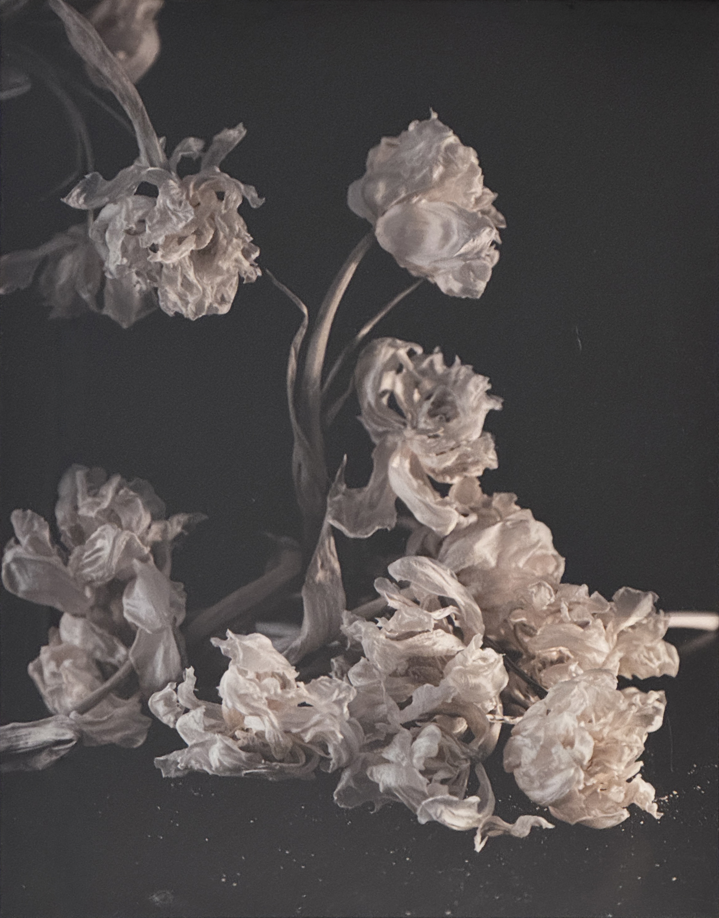 Withering Beauty